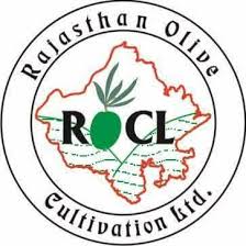 Rajasthan Olive